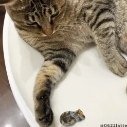 Outlet Barrette Chat Isabelle Barrettes