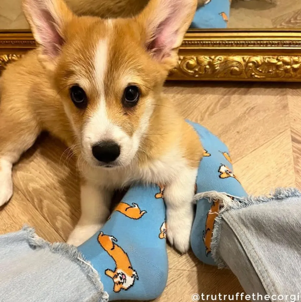 Cheap Chaussettes Corgi Chaussettes Coton