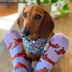 Cheap Chaussettes Teckel Chaussettes Coton
