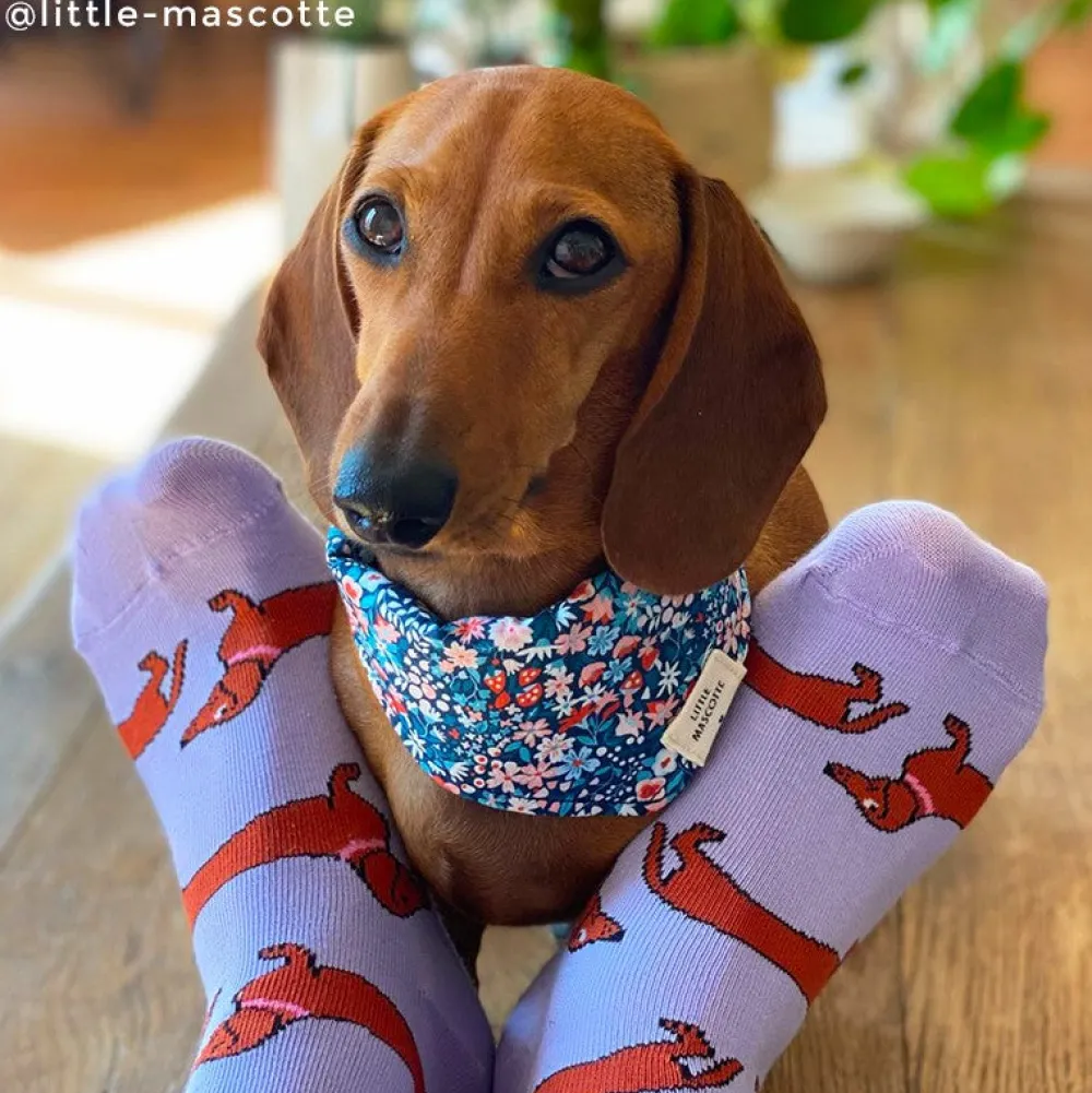 Cheap Chaussettes Teckel Chaussettes Coton