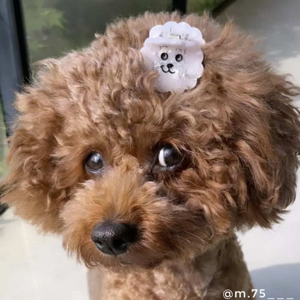Store Mini pince à cheveux Bichon Mini Pinces À Cheveux