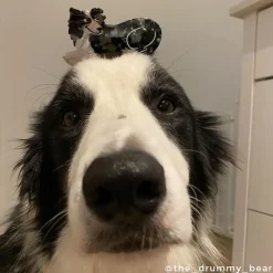 Outlet Pince à cheveux Border Collie Pinces À Cheveux