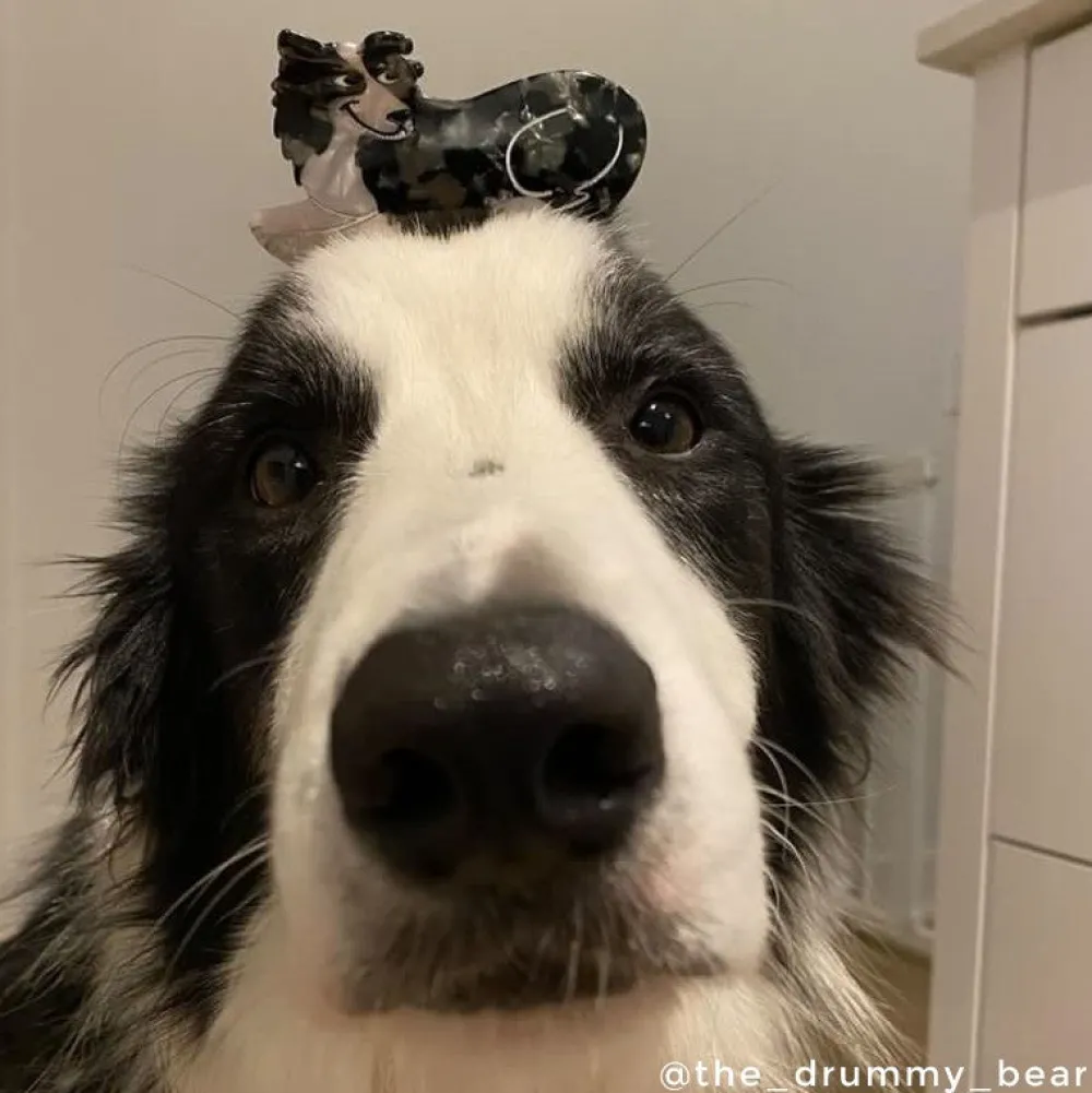 Outlet Pince à cheveux Border Collie Pinces À Cheveux